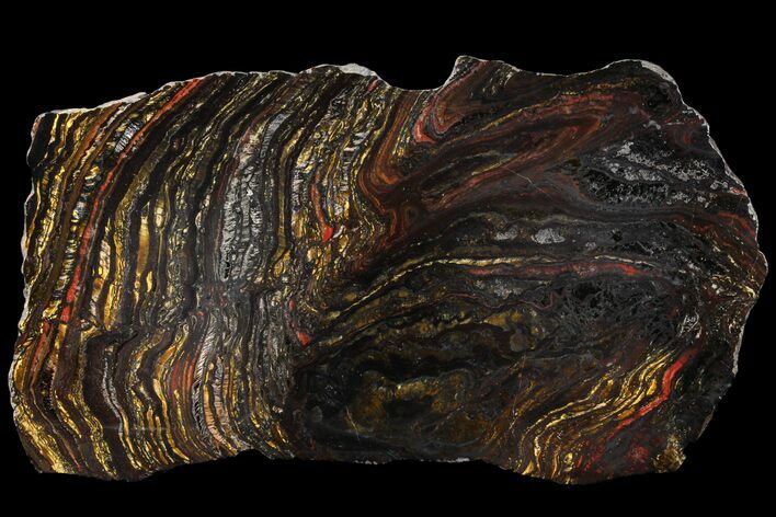 Polished Tiger Iron Stromatolite - ( Billion Years) #96233